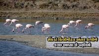 પક્ષી દર્શનના શોખીન છો તો ગુજરાતમાં અહી પહોંચી જાવ! 150થી વધુ પ્રજાતિના પક્ષી આકર્ષણ