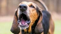 Dogs Cry At Night: રાત્રે કૂતરા કેમ રડે છે? શું તમે જાણો છો તેનું સાચું કારણ