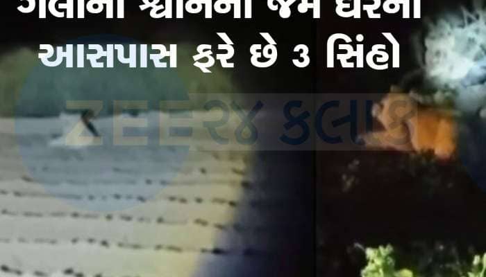 સૌરાષ્ટ્રના આ શહેરમાં લોકો વચ્ચે બિન્દાસ્ત ફરે છે 3 સિંહ, મકાનની બહાર બેઠા મળે!