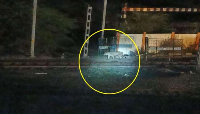 સિંહોની સુરક્ષા માટે ગીરના જંગલમાં મૂકાઈ વધુ એક ટેકનોલોજી, સિંહોના અકસ્માતને ટાળી શક