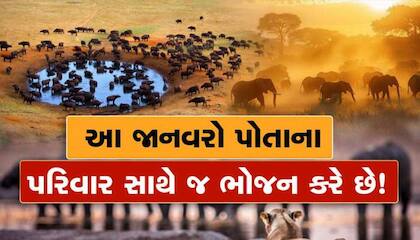 Zee 24 kalak gujarati channel live 2025