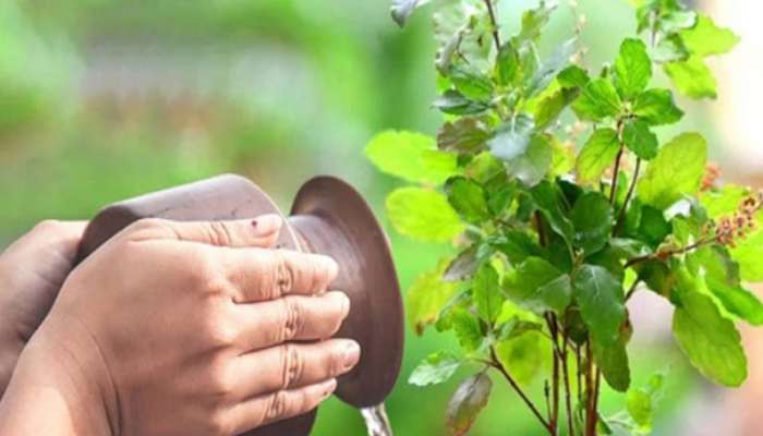 Tulsi Upay: તાંબાના લોટામાં આ સફેદ વસ્તુ ઉમેરી તુલસીમાં અર્પણ કરી દો, થઈ શકો છો માલામાલ, અમીરી જોતા રહી જશે પાડોશીઓ