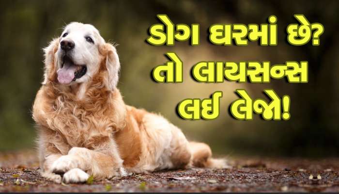 ઘરમાં પાલતું શ્વાન છે? તો એનું પણ લેવું પડશે લાયસન્સ, નહીંતર થઇ શકે છે કાર્યવાહી