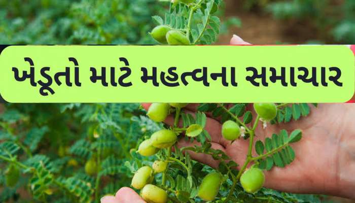 આ ખેતી કરનારાઓ માટે ગુજરાત સરકારે જાહેર કરી મોટી સૂચના, પાક બચાવવો હોય તો આટલું કરજો