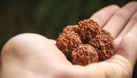 Rudraksha: અકાળ મૃત્યુથી બચાવે છે પંચમુખી રુદ્રાક્ષ, જાણો મહિલાઓ પહેરી શકે કે નહીં ?
