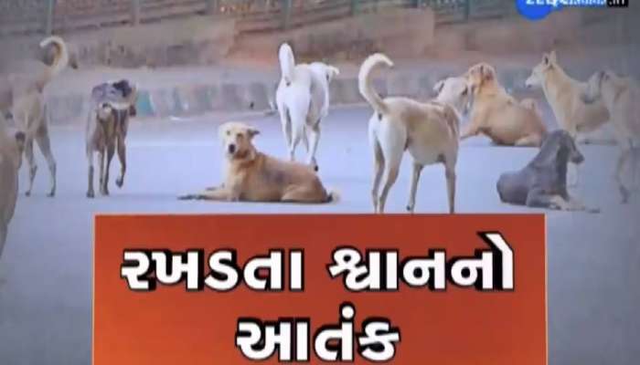 જામકંડોરણામાં રખડતા કૂરતાઓએ ત્રણ બાળકો પર કર્યો હુમલો, એક બાળકનું થયું મોત