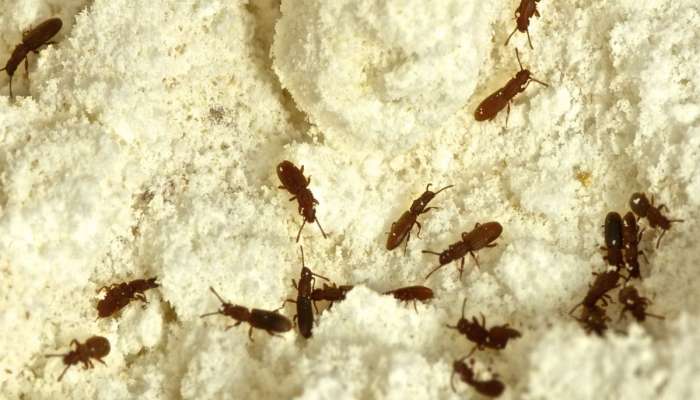 ચણાના લોટમાં જીવાત થાય છે ? આ ટીપ્સ અપનાવી સ્ટોર કરજો, મહિનાઓ સુધી લોટ ખરાબ નહીં થાય