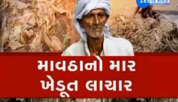 ગુજરાતમાં માવઠાએ વધારી ખેડૂતોની ચિંતા, આ પાકમાં નુકસાન થવાની ભીતિ