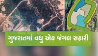 ગીર સુધી લાંબુ થવું નહિ પડે, ગુજરાતના આ શહેરમાં બની રહી છે સૌથી મોટી જંગલ સફારી