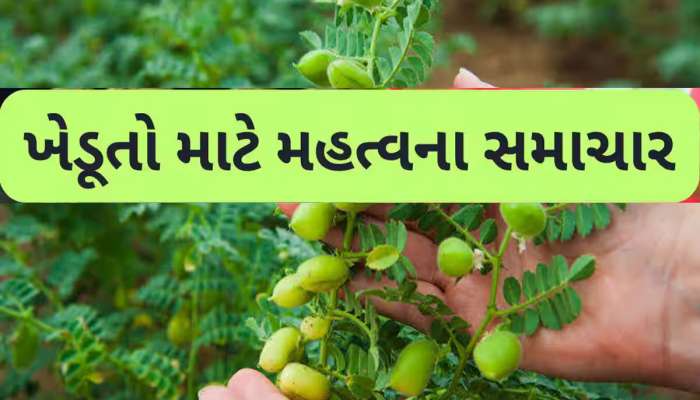 ગુજરાતના 33 જિલ્લાના ખેડૂતોની જમીન માટે મહત્વના સમાચાર, આ અરજી કરવાની તારીખ લંબાવાઈ