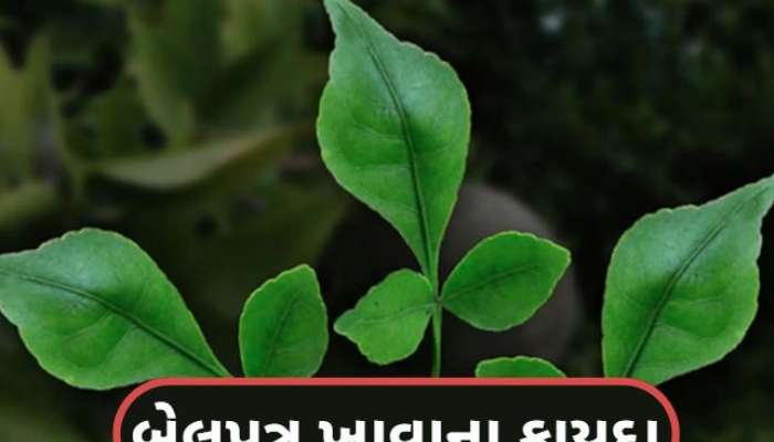 આ લોકો માટે અમૃતથી ઓછું નથી બેલપત્ર, સવારે ખાલી પેટ ખાવાથી મળશે ચોંકાવનારા ફાયદા