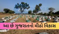 ગુજરાતના ખેડૂતો માટે ખૂલ્યા સ્વરોજગારના નવા દ્વાર; શ્વેત ક્રાંતિ બાદ હવે મધ ક્રાંતિ