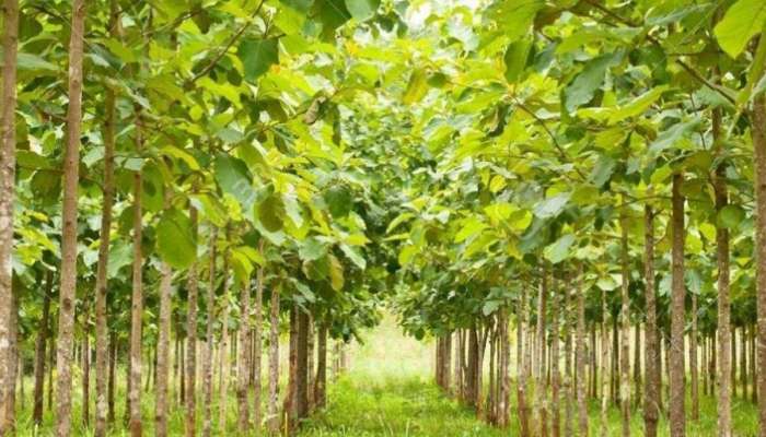 Sagwan farming: આ વૃક્ષને લગાવ્યા બાદ ભૂલી જાઓ, 12 વર્ષ પછી થશે પૈસાનો વરસાદ!