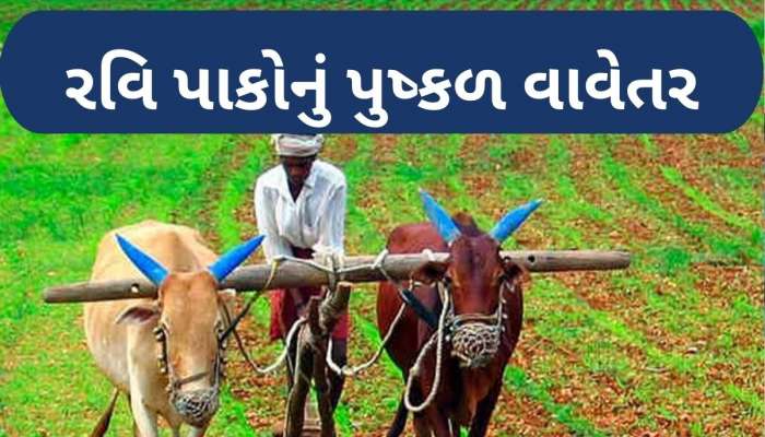  ગુજરાતમાં ઘઉંના પાકનું રેકોર્ડબ્રેક વાવેતર, ડુંગળી, બટાટા, ચણા અને જીરાનું વાવેતર પણ વધ્યું