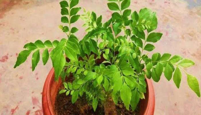 Kitchen Garden: ઘરે નાનકડા કુંડામાં પણ ઉગાડી શકો છો મીઠો લીમડો, જાણી લો સૌથી સરળ રીત