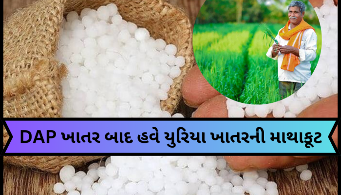 ગુજરાતના ધરતીપુત્રો ફરી ચિંતામાં મુકાયા! આ જિલ્લામાં DAP ખાતર બાદ હવે યુરિયા ખાતરની મોકાણ!