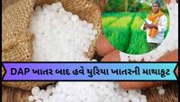 ગુજરાતના ધરતીપુત્રો ફરી ચિંતામાં મુકાયા! DAP ખાતર બાદ હવે યુરિયા ખાતરની મોકાણ!