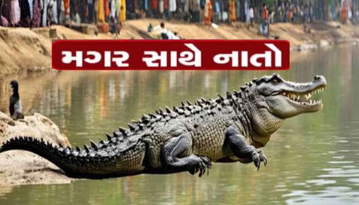 ગુજરાતની આ નદીમાં 300 થી વધુ મગર છે, મગરોની નગરીમાં થઈ રહ્યું છે મોટું આયોજન 