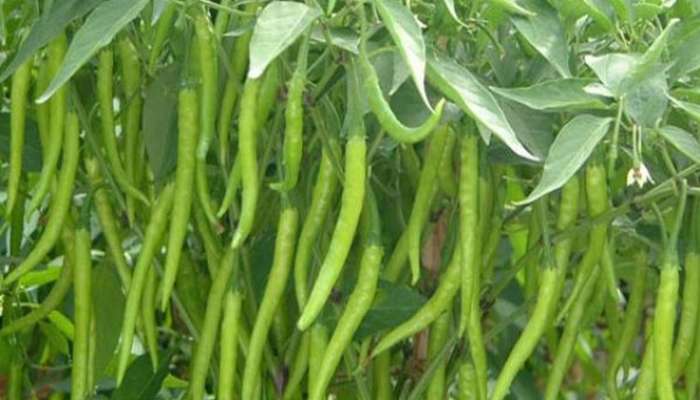 Chilli farming: મરચાંની ખેતી ખેડૂતો માટે ATM, ઓછા ખર્ચે બંપર ઉત્પાદન, 1 એકરની ખેતી કરી શકે છે માલામાલ