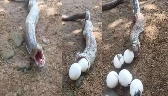 ક્યારેય સાપને ઈંડા આપતા જોયો છે? કુદરતના કમાલની આ અદભૂત ઘટના નજરે જુઓ 
