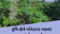 ગુજરાતના ખેડૂતો માટે એક નવો આવિષ્કાર! એરંડાના પાકમાં કરાયું નવું સંશોધન, પાક થશે ડબલ