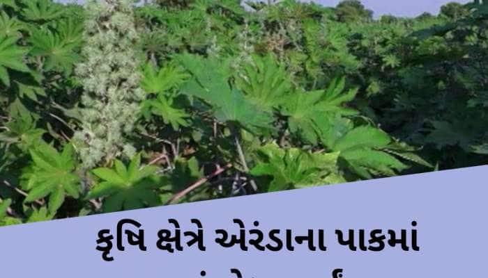 ગુજરાતના ખેડૂતો માટે એક નવો આવિષ્કાર! એરંડાના પાકમાં કરાયું નવું સંશોધન, પાક થશે ડબલ