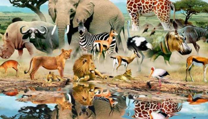 દુનિયાના અનોખા જીવ જે બચ્ચાને દુનિયામાં લાવ્યા બાદ મરી જાય છે, 99% પાસે નથી જાણકારી