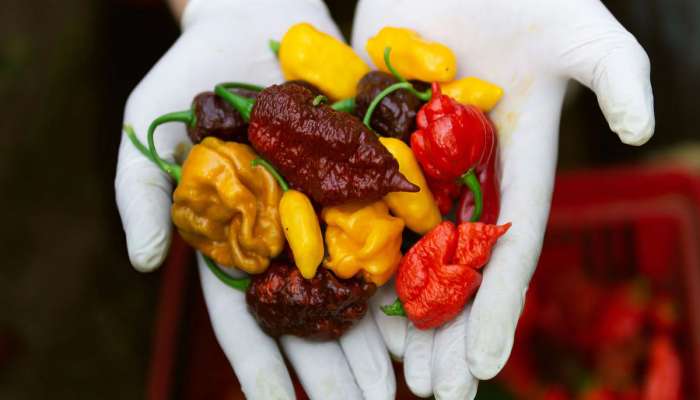 Spiciest Chilli: દુનિયાના 4 સૌથી તીખા મરચાં, ખાવાનું ભુલી જાવ, હાથ પણ લગાડશો તો દિવસો સુધી રહેશે બળતરા