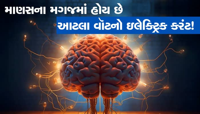 માણસના મગજમાં આટલા વૉટનો હોય છે ઇલેક્ટ્રિક કરંટ, એક બલ્બ આસાનીથી થઇ શકે છે ચાલુ!