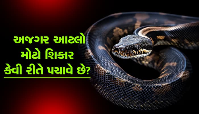 ભલભલા જાનવરોને ગળી જાય છે વિશાળકાય અજગર? પરંતુ તેને પચાવે છે કેવી રીતે?