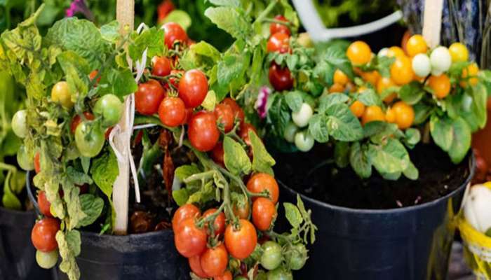 Kitchen Garden: કયા મહિનામાં કયું શાક વાવવું ? આ લિસ્ટ ફોલો કરશો તો ઘરના નાનકડા ગાર્ડનમાં પણ ભરપુર ઉગશે શાકભાજી