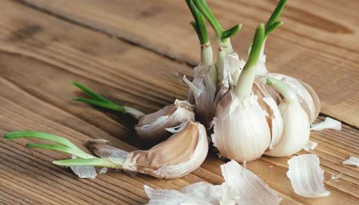 Sprouted Garlic: મગ-મેથી છોડો, ફણગાવેલું લસણ ખાવાનું શરુ કરો, ખાલી પેટ ખાવાથી 7 દિવસમાં શરીરમાં દેખાવા લાગશે આ ફાયદાઓ