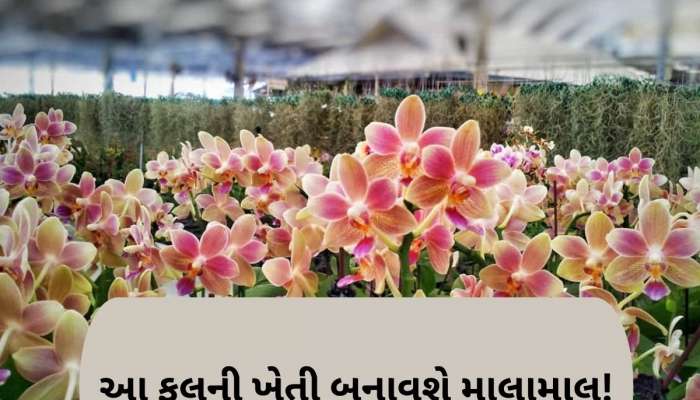 આ ફૂલ છે પૈસા છાપવાનું મશીન, માત્ર એક એકરમાં ખેતી કરી બની શકો છો કરોડપતિ