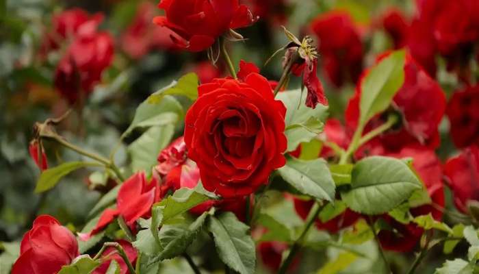 Rose Plant: ગુલાબના છોડમાં ઝડપથી ફુલ ઉગાડવા અપનાવો આ ટીપ્સ, ડાળીએ ડાળીએ ખીલી ઉઠશે ગુલાબ
