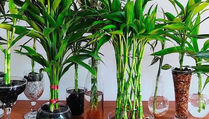 Bamboo Plant: ઘરમાં રાખેલા લકી બામ્બુ પ્લાન્ટનું આ રીતે રાખો ધ્યાન, છોડ ક્યારેય કરમાશે નહીં
