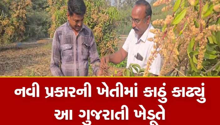 ગુજરાતના આ ખેડૂતની આંબાવાડીમાં સમય પહેલા પાકી જાય છે કેરી, માર્કેટમાં પણ પહેલા આવે