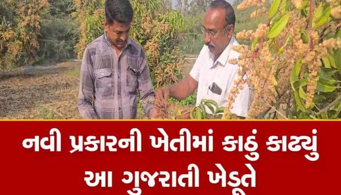 ગુજરાતના આ ખેડૂતની આંબાવાડીમાં સમય પહેલા પાકી જાય છે કેરી, માર્કેટમાં પણ પહેલા આવે