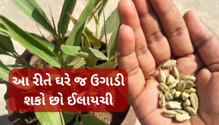 હવે માત્ર 20 રૂપિયાના કુંડામાં આ રીતે ઉગાડો ઈલાયચીનો છોડ, ઘરે જ ઉગાડો મોંઘો મસાલો!