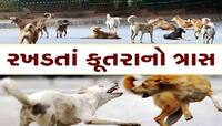 ગુજરાતના આ જિલ્લામાં હડકાયા કૂતરાથી લોકોમાં ભયનો માહોલ, ઘણા લોકો પર કર્યો હુમલો