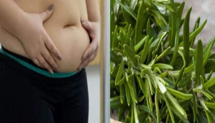 Belly Fat: પેટ ઘટાડવું છે પણ વર્કઆઉટ માટે સમય નથી ? તો આ 5 પાન ખાઈને બનો સ્લીમ