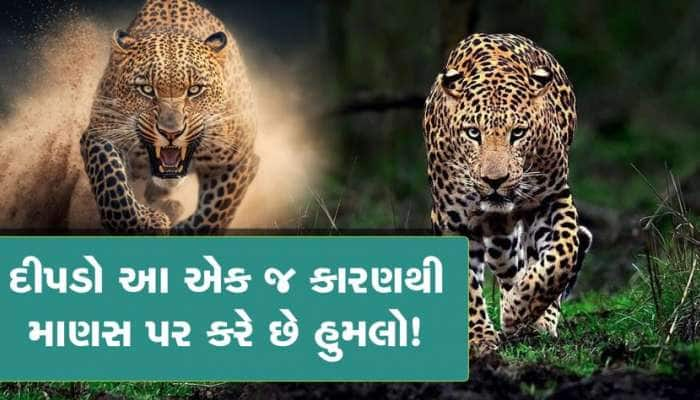 દીપડો શા માટે કરે છે માણસ પર હુમલો? જો કોઇ ઝપટે ચઢે તો કયું અંગ સૌથી પહેલા પકડે છે?