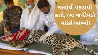 18 દિવસમાં 150 કિ.મી! ગુજરાતમાં પ્રથમવાર હાથ ધરાયો આ પ્રોજેક્ટ, હવે દીપડાઓનું ટેકિંગ