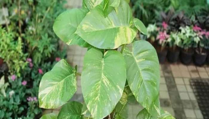 Money Plant: મની પ્લાંટ ઝડપથી વધશે અને મોટા મોટા પાન આવશે, માટીમાં ઉમેરો રસોડાની આ વસ્તુ