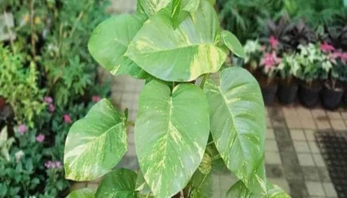 Money Plant: મની પ્લાંટ ઝડપથી વધશે અને મોટા મોટા પાન આવશે, માટીમાં ઉમેરો આ વસ્તુ