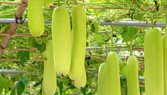 Fertilizer: દૂધીના વેલાના મૂળમાં નાખી દો આ વસ્તુનું પાણી, દૂધીથી છલોછલ થઈ જશે વેલ, મબલખ ફળ આવશે