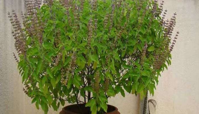 Tulsi Upay: મૌની અમાસ પર તુલસીને અર્પણ કરો આ વસ્તુઓ, જીવનમાં આવશે પોઝિટિવ ફેરફાર, ધન-સંપત્તિની ખામી નહીં રહે