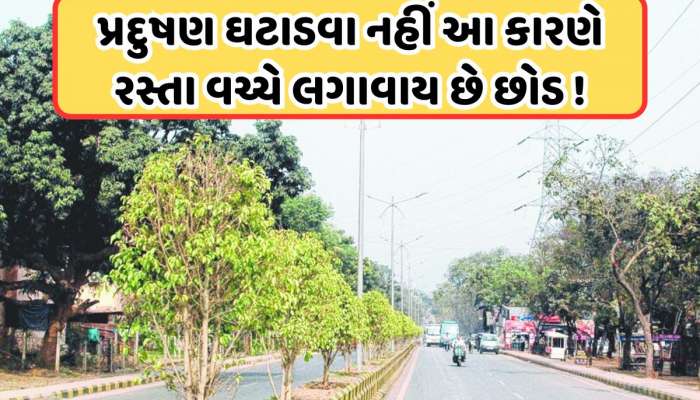 નહીં ખબર હોય! આ કારણે રોડની વચ્ચે લગાવવામાં આવે છે છોડ, જવાબ જાણીને તમે ખુશ થઈ જશો