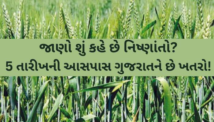 ગુજરાતના ખેડૂતો સાવધાન! વાતાવરણમાં થતો અચાનક ફેરફાર ઘઉંના પાકને નુકશાન કરી શકે? 