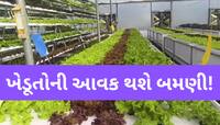 હવે માટી વગર અને ઓછા પાણીમાં કરો ખેતી, વૈજ્ઞાનિકોએ વિદેશની ટેકનિકનો કર્યો સફળ પ્રયોગ