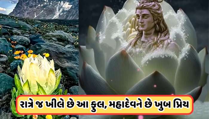 જોતા જ બદલી જાય છે ભાગ્ય, આ ફૂલને કહેવામાં આવે છે ભગવાનનું ફૂલ, સુખ-સમૃદ્ધિ અને શાંત